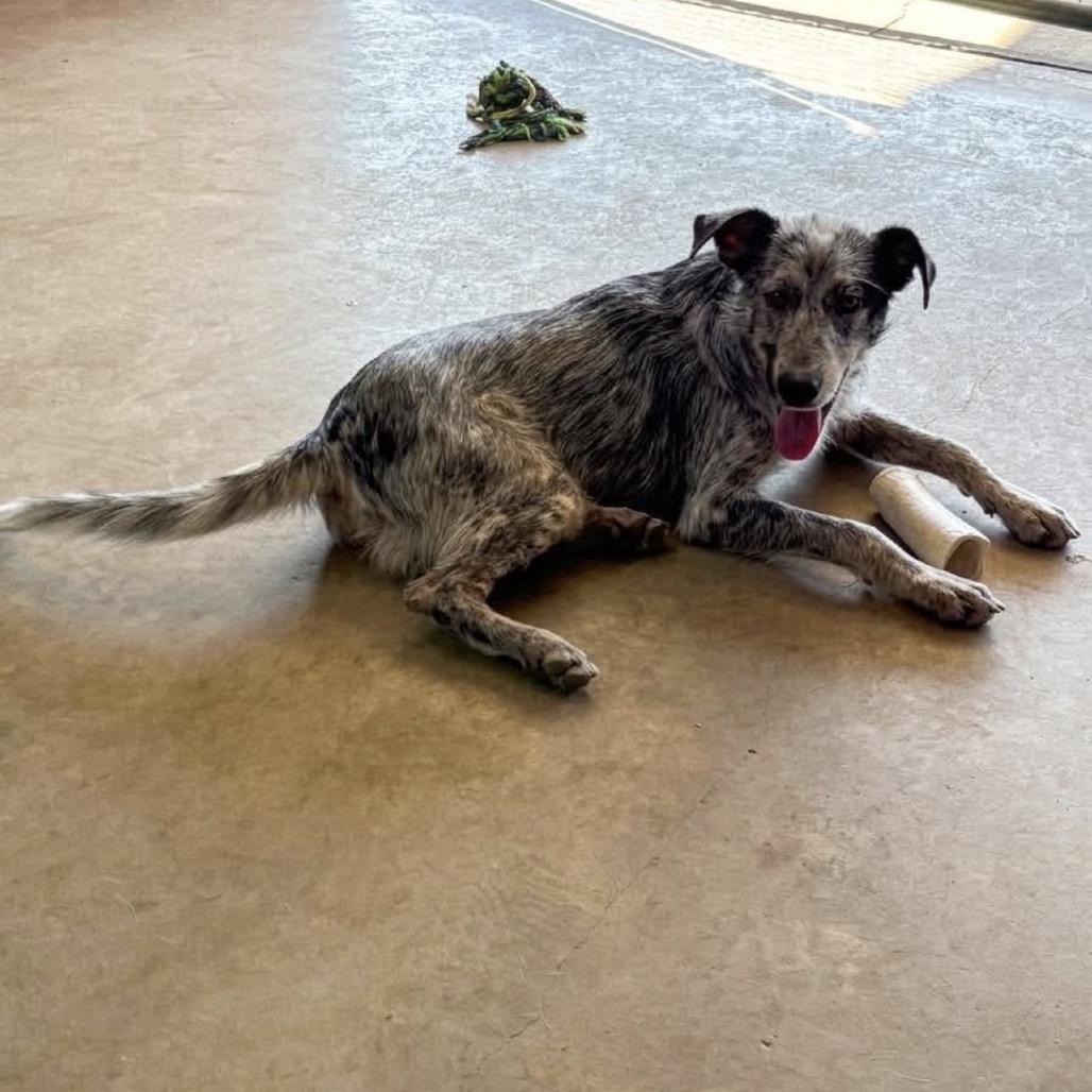 Enlarge Sam, a Adoptable mixed breed in Wadena, MN image 3/6