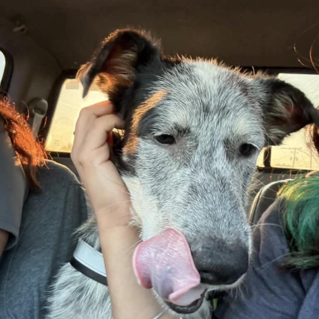 Enlarge Sam, a Adoptable mixed breed in Wadena, MN image 4/6