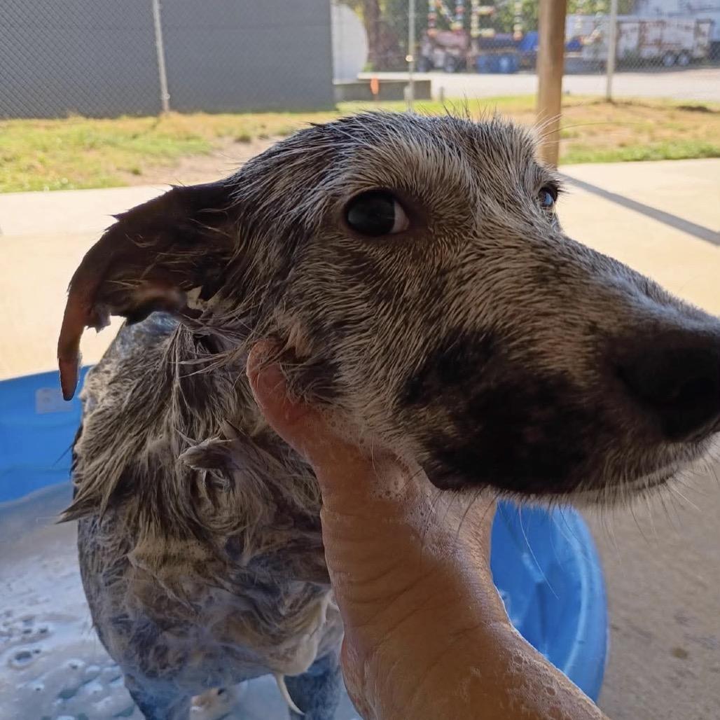 Enlarge Sam, a Adoptable mixed breed in Wadena, MN image 5/6