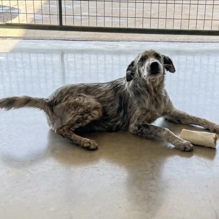 Enlarge Sam, a Adoptable mixed breed in Wadena, MN image 6/6
