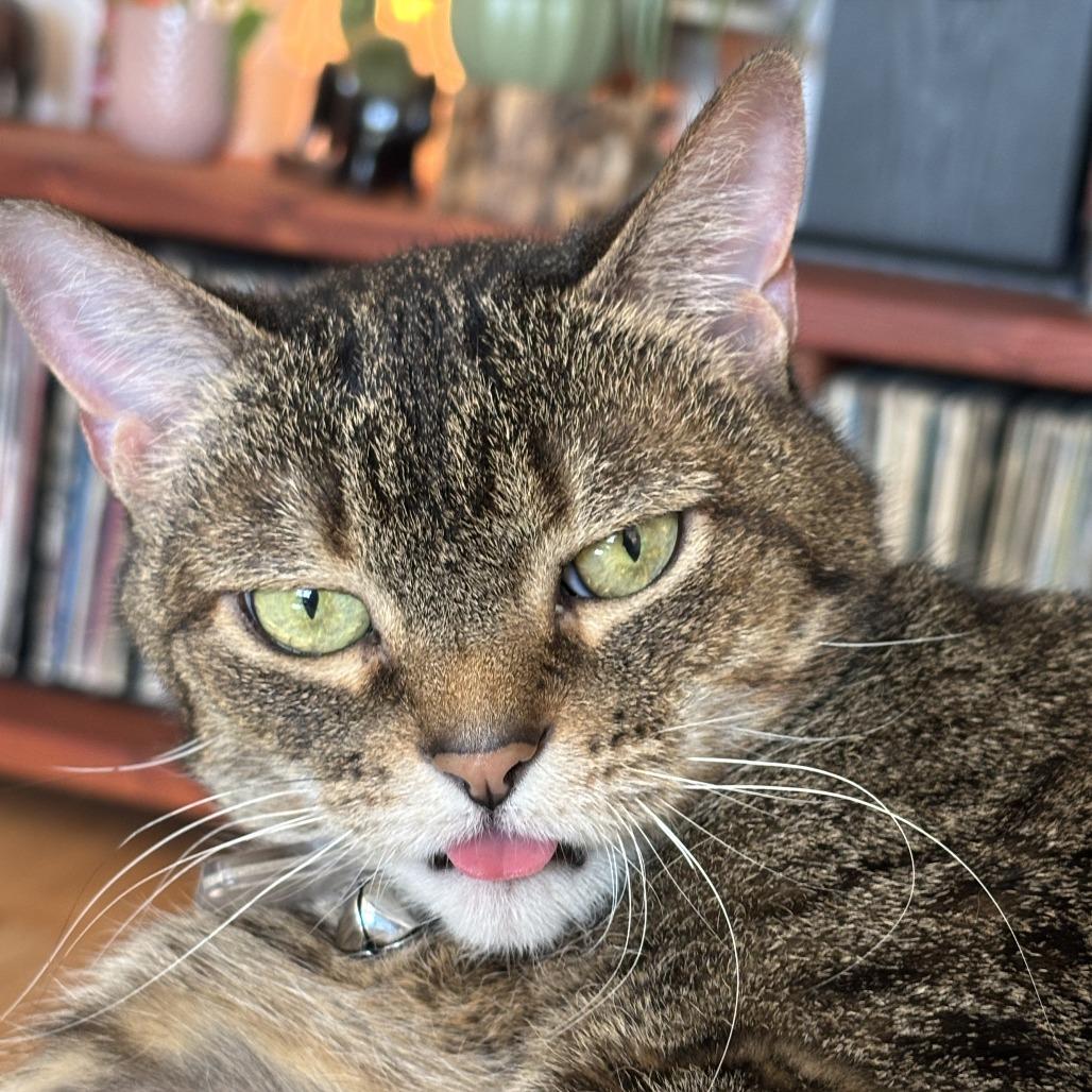 Venus, Adoptable, Senior Female Domestic Short Hair.