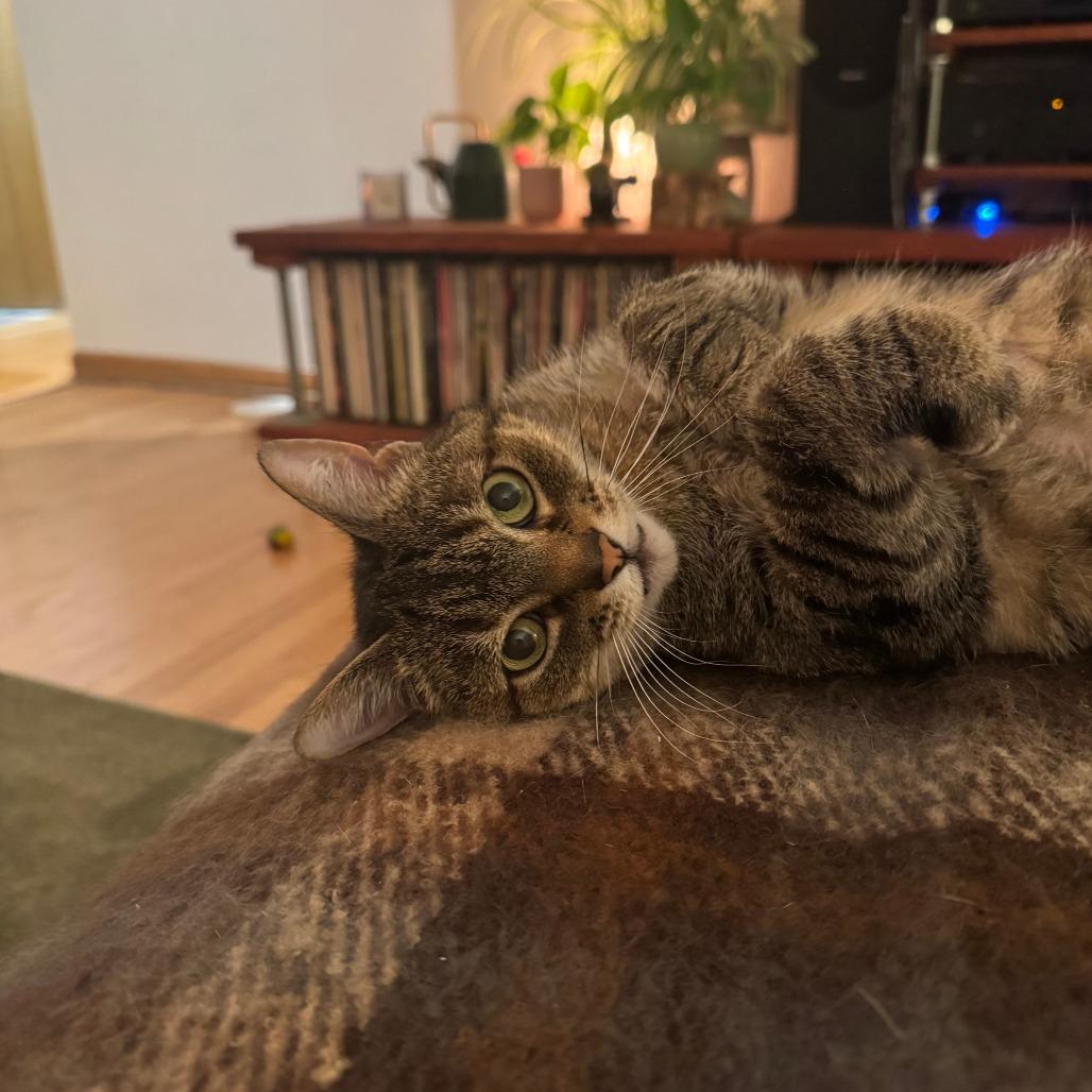 Enlarge Venus, a Adoptable Domestic Short Hair in Lakewood, CO image 2/6