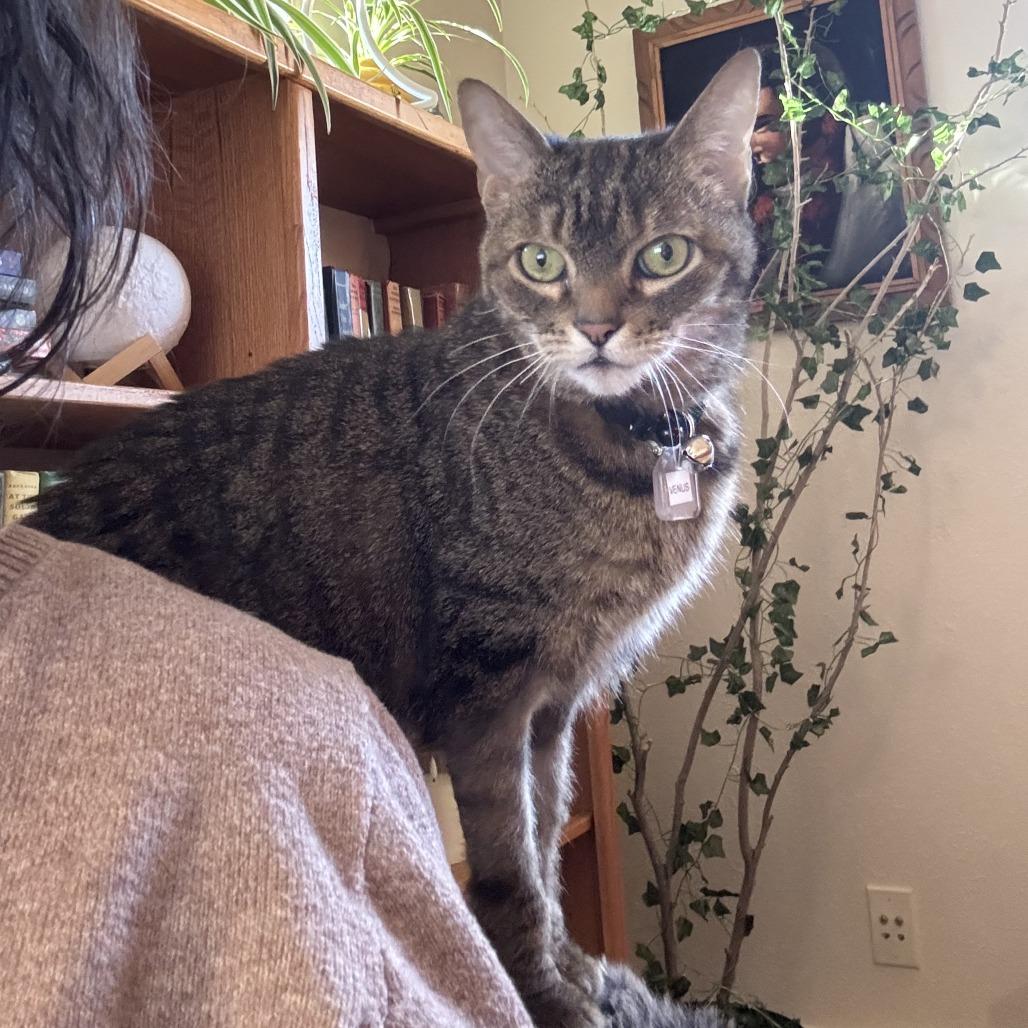 Enlarge Venus, a Adoptable Domestic Short Hair in Lakewood, CO image 3/6
