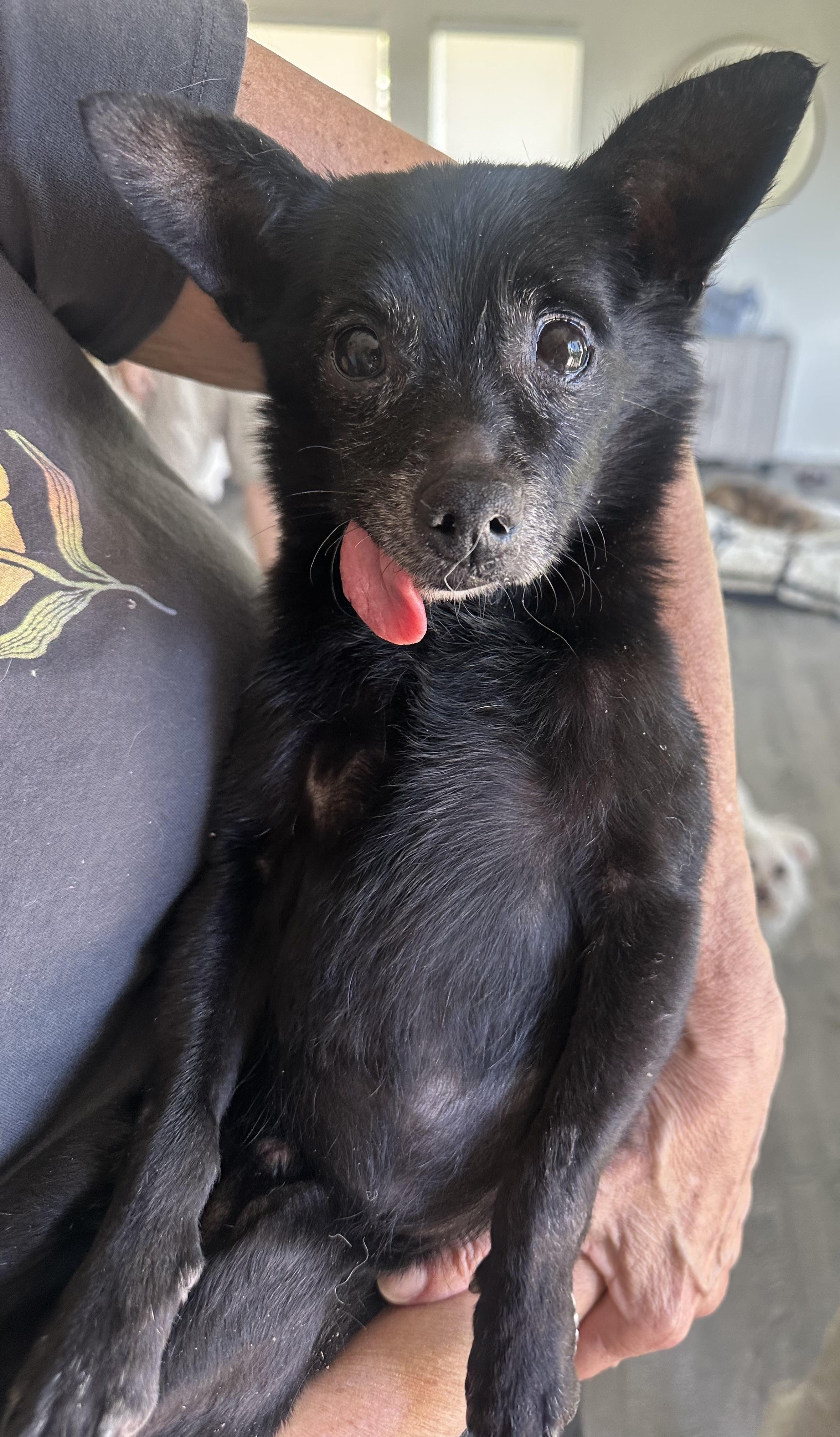 Toto, a ADOPTABLE Chihuahua in Camarillo, CA image 2/3