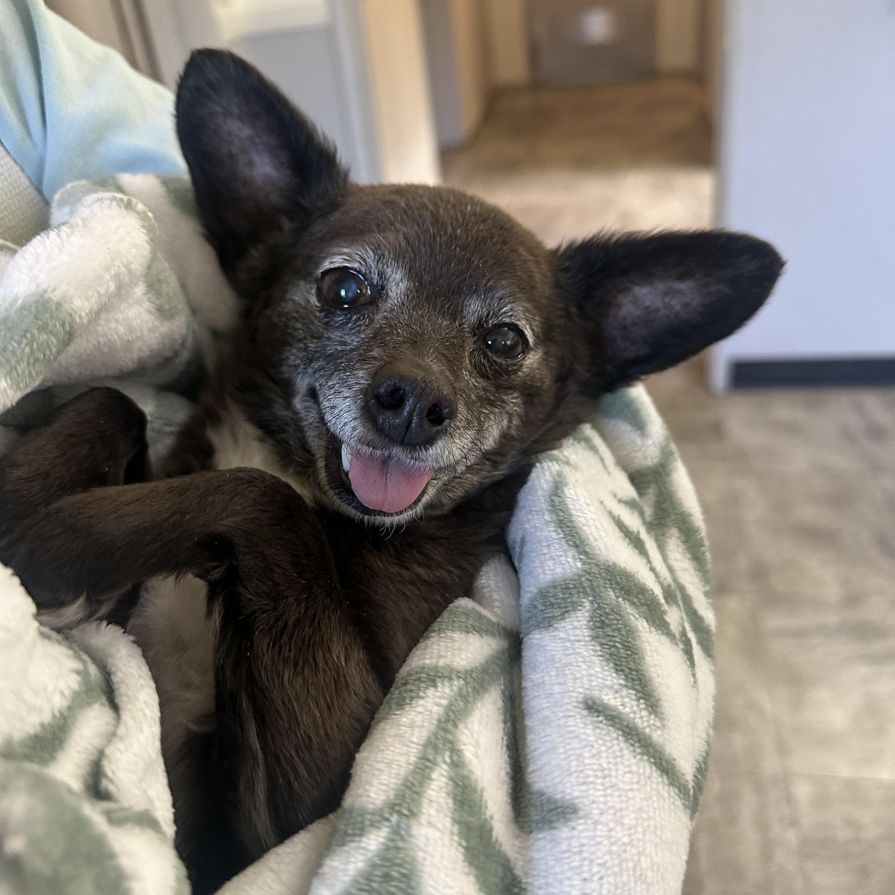 Toto, ADOPTABLE, Senior Male Chihuahua.