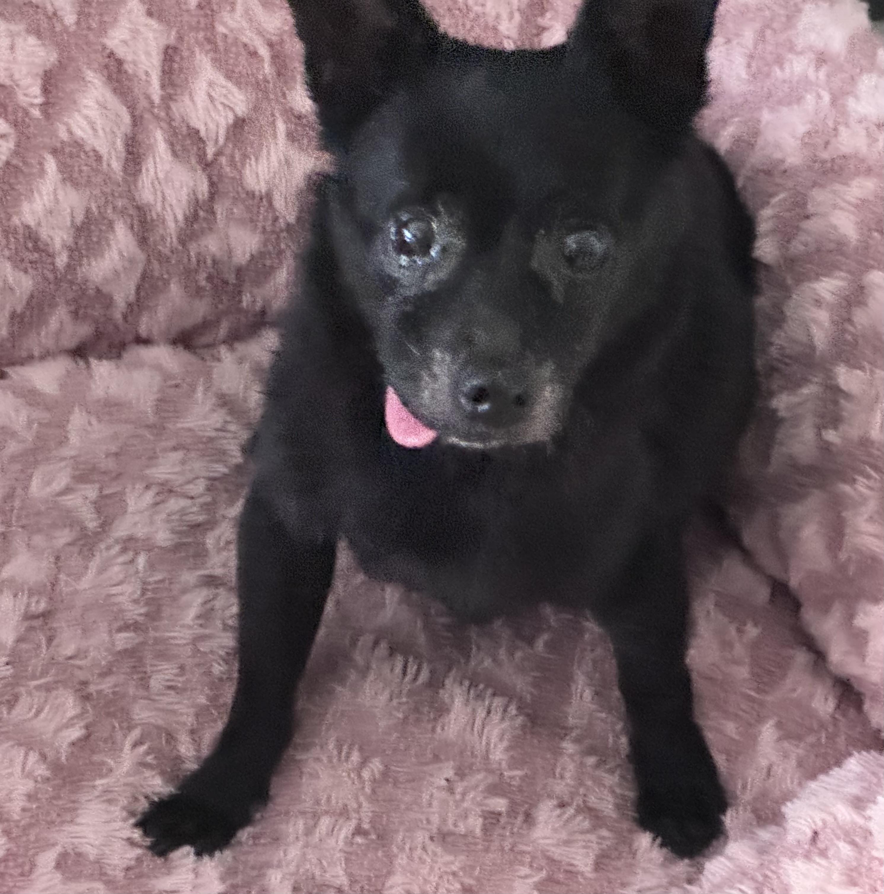 Toto, a ADOPTABLE Chihuahua in Camarillo, CA image 3/3