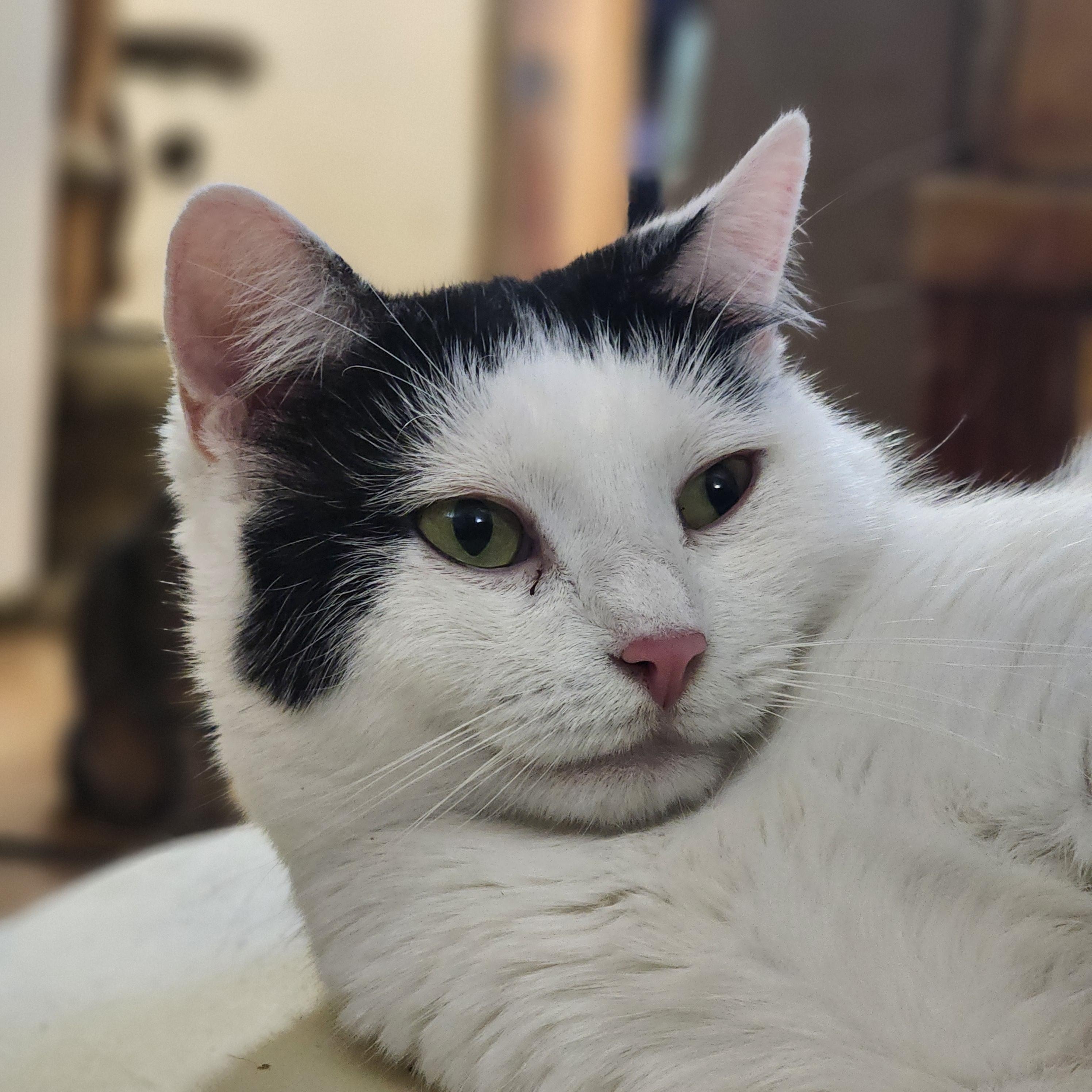 Ida, an adopted Domestic Short Hair in New York, NY image 2/5