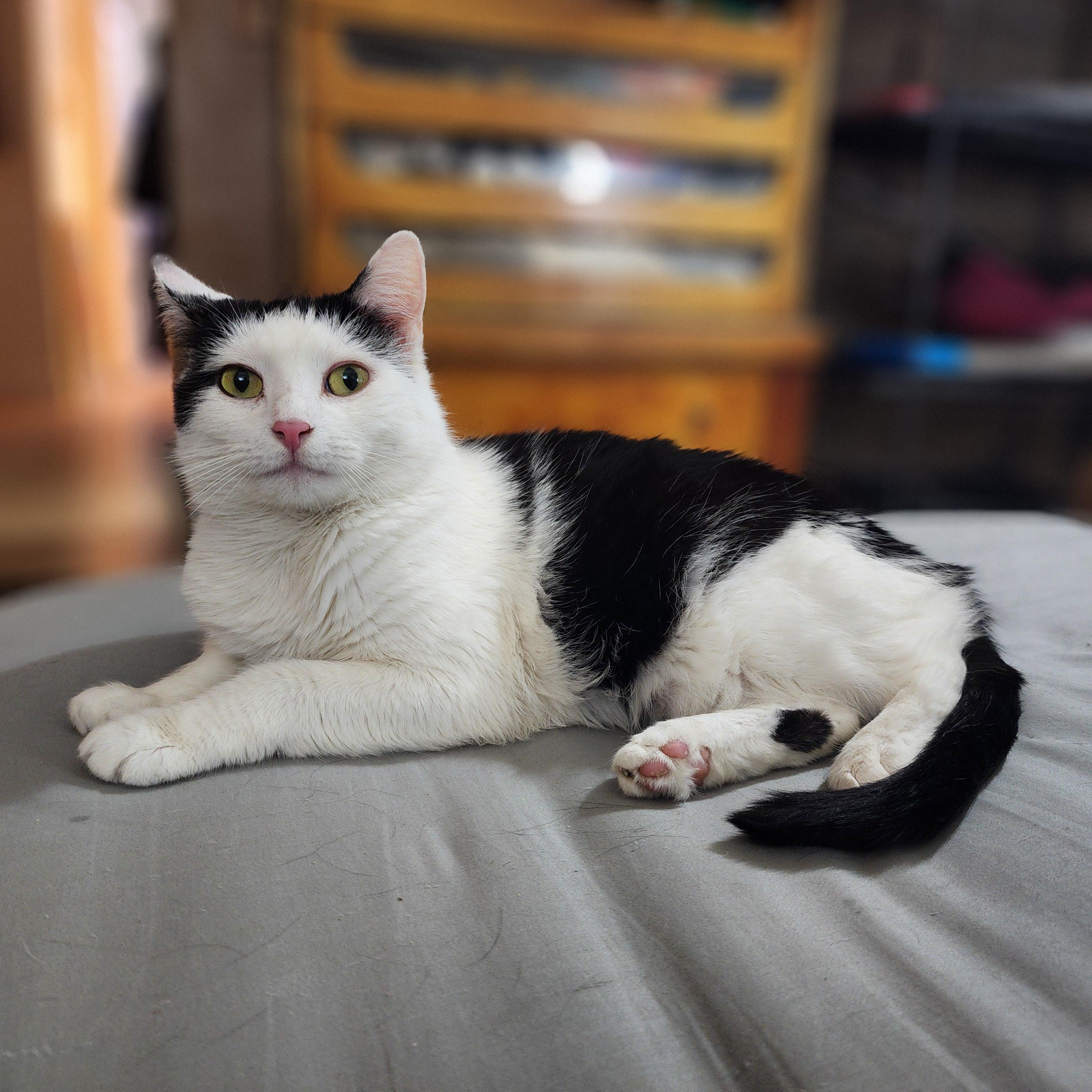 Ida, adopted, Adult Female Domestic Short Hair.