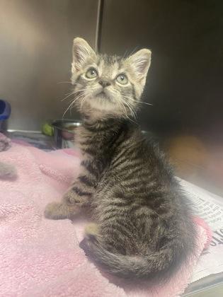 Willis, Young Male Domestic Short Hair