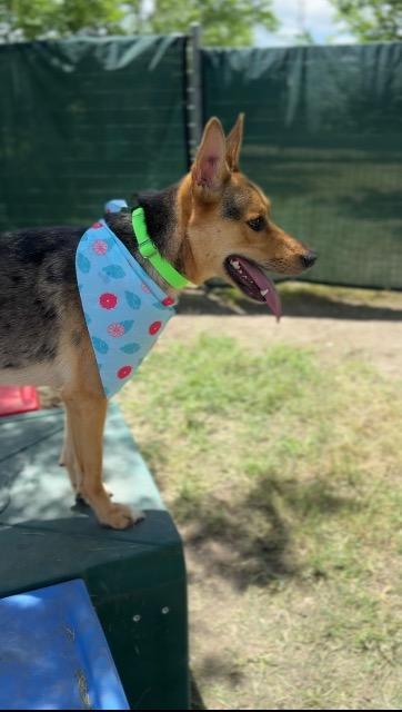 Yam, a Adoptable mixed breed in New Braunfels, TX image 1/6