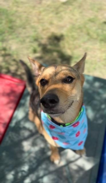 Yam, a Adoptable mixed breed in New Braunfels, TX image 2/6