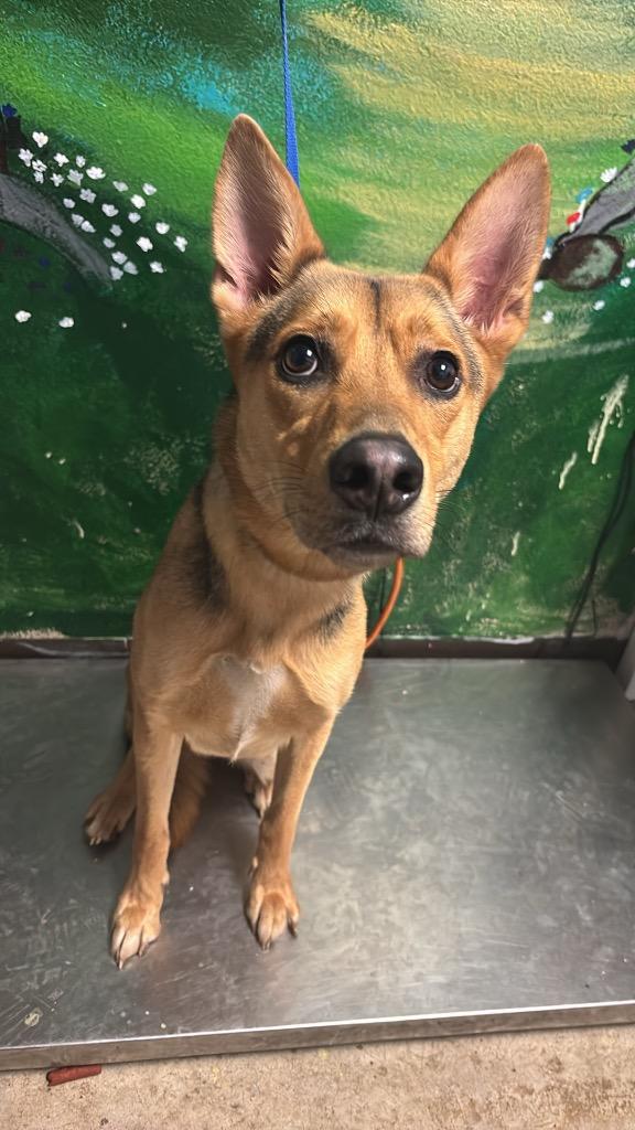 Yam, a Adoptable mixed breed in New Braunfels, TX image 3/6