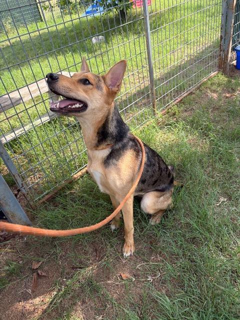 Yam, a Adoptable mixed breed in New Braunfels, TX image 4/6
