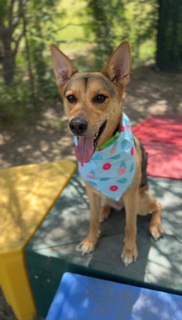 Yam, a Adoptable mixed breed in New Braunfels, TX image 5/6