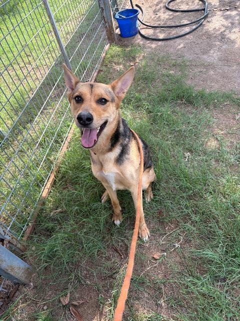 Yam, a Adoptable mixed breed in New Braunfels, TX image 6/6