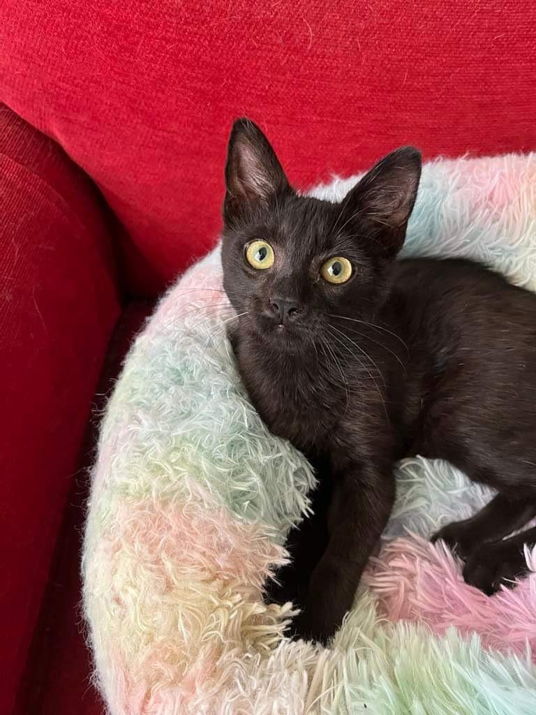 Chibi, a Adoptable Domestic Short Hair in Orlando, FL image 2/5