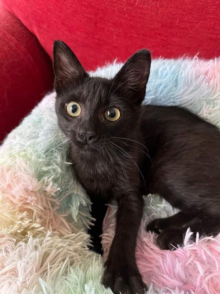 Chibi, a Adoptable Domestic Short Hair in Orlando, FL image 3/5