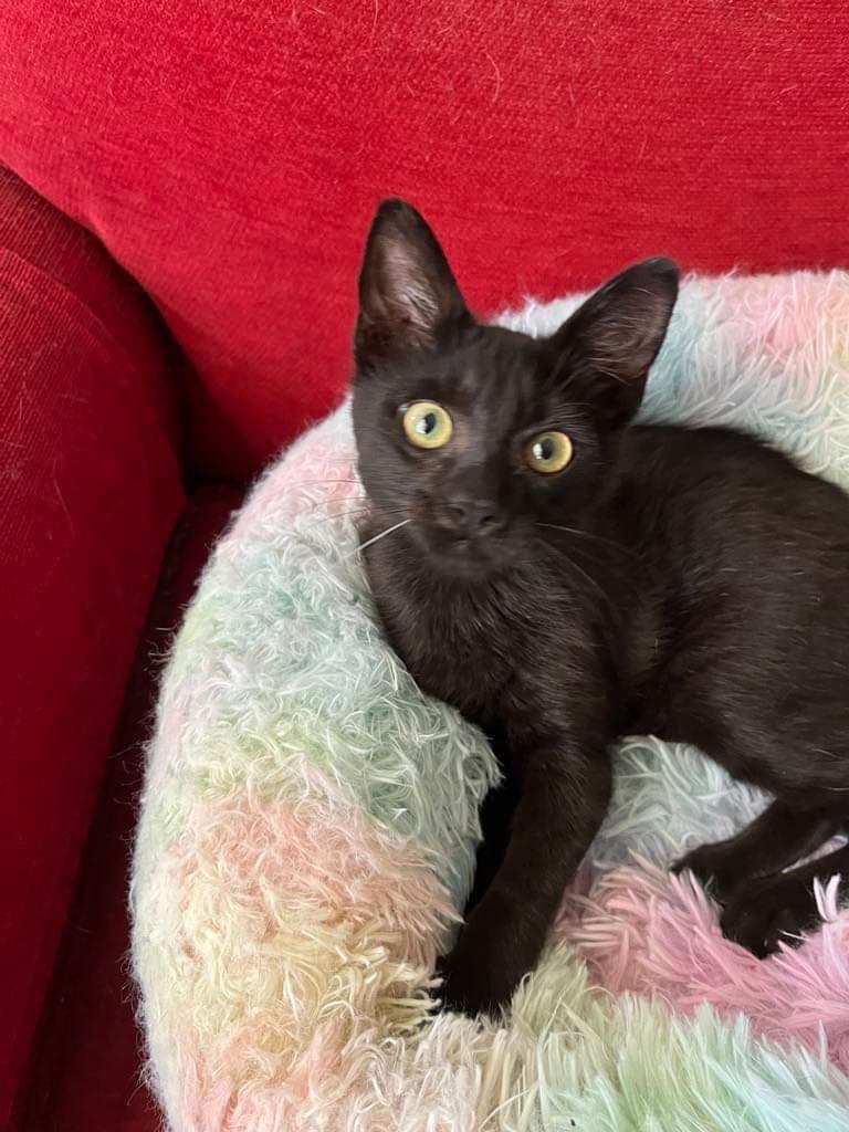 Chibi, a Adoptable Domestic Short Hair in Orlando, FL image 4/5