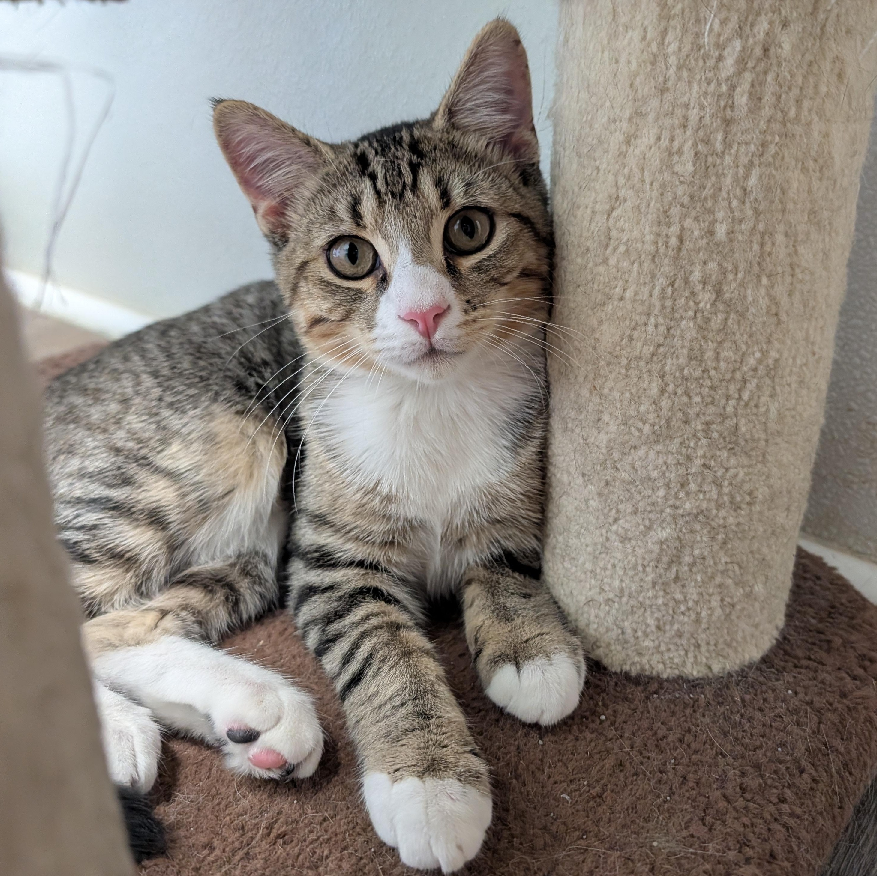 Simon, Adopted, Kitten Male Domestic Short Hair.