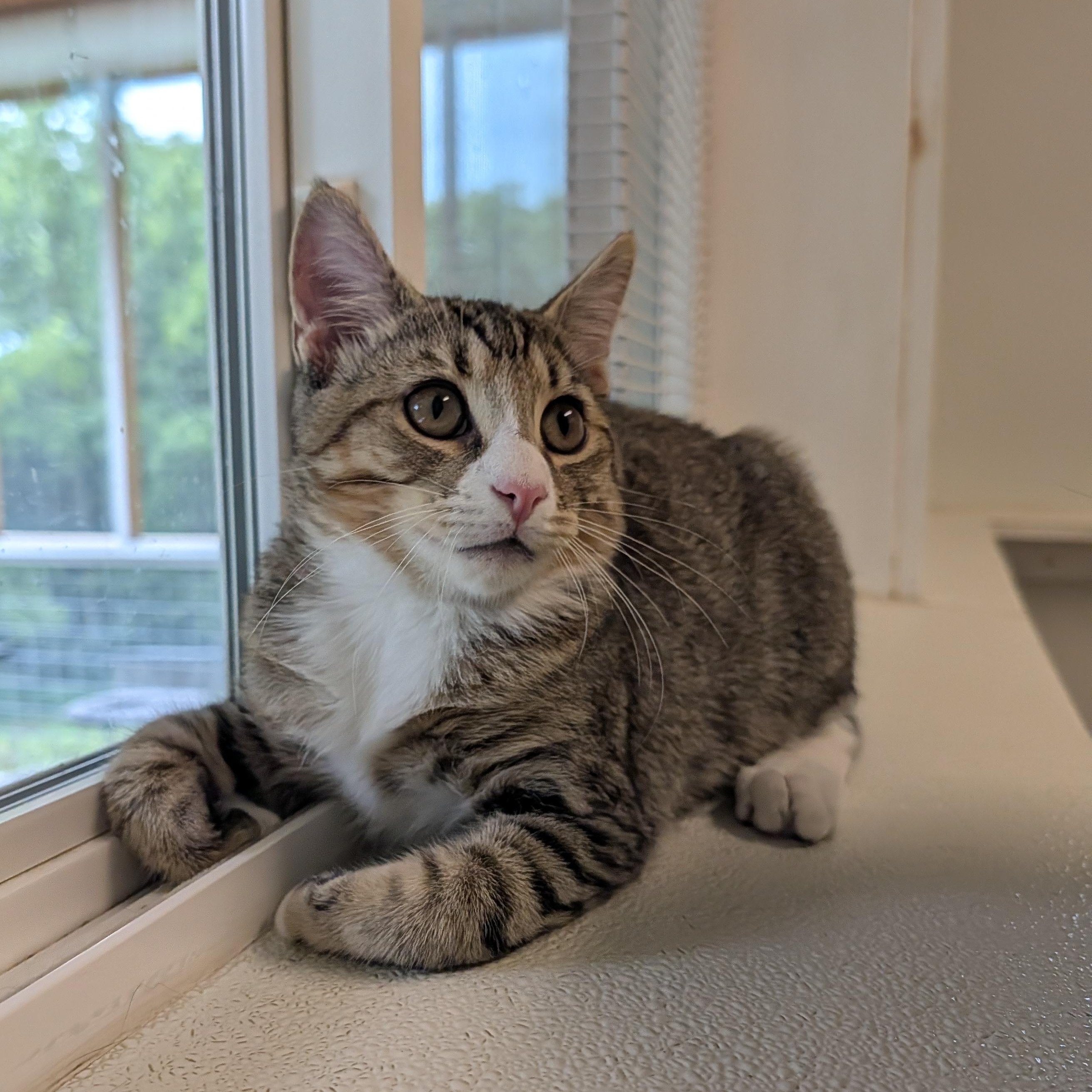 Enlarge Simon, a Adopted Domestic Short Hair in Waynesville, NC image 2/6