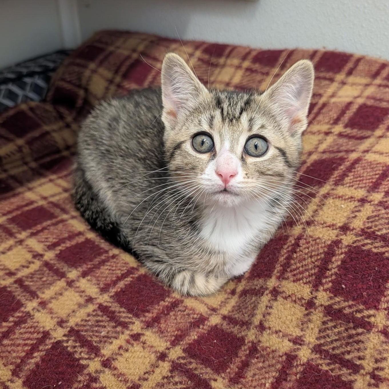Enlarge Simon, a Adopted Domestic Short Hair in Waynesville, NC image 4/6