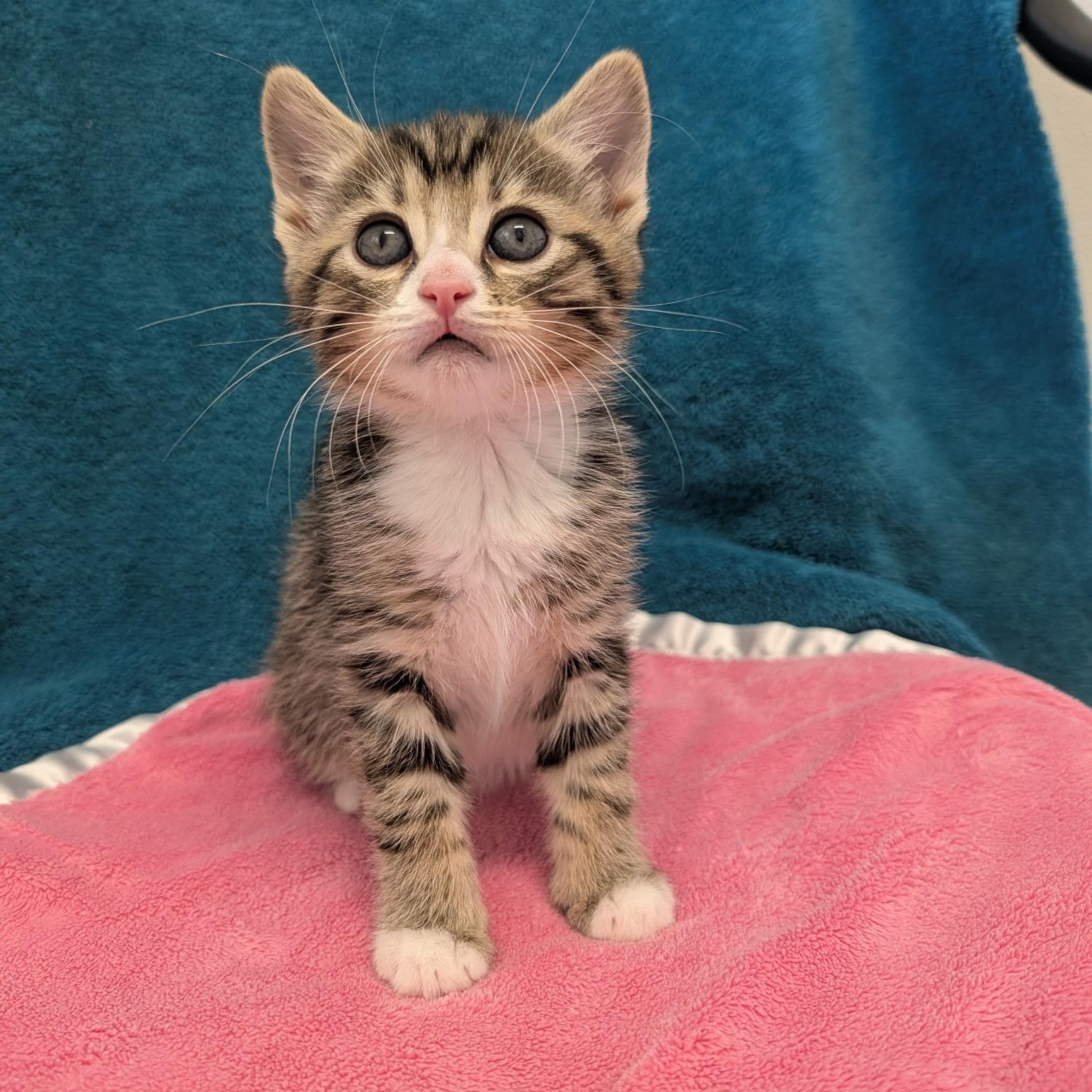 Enlarge Simon, a Adopted Domestic Short Hair in Waynesville, NC image 5/6