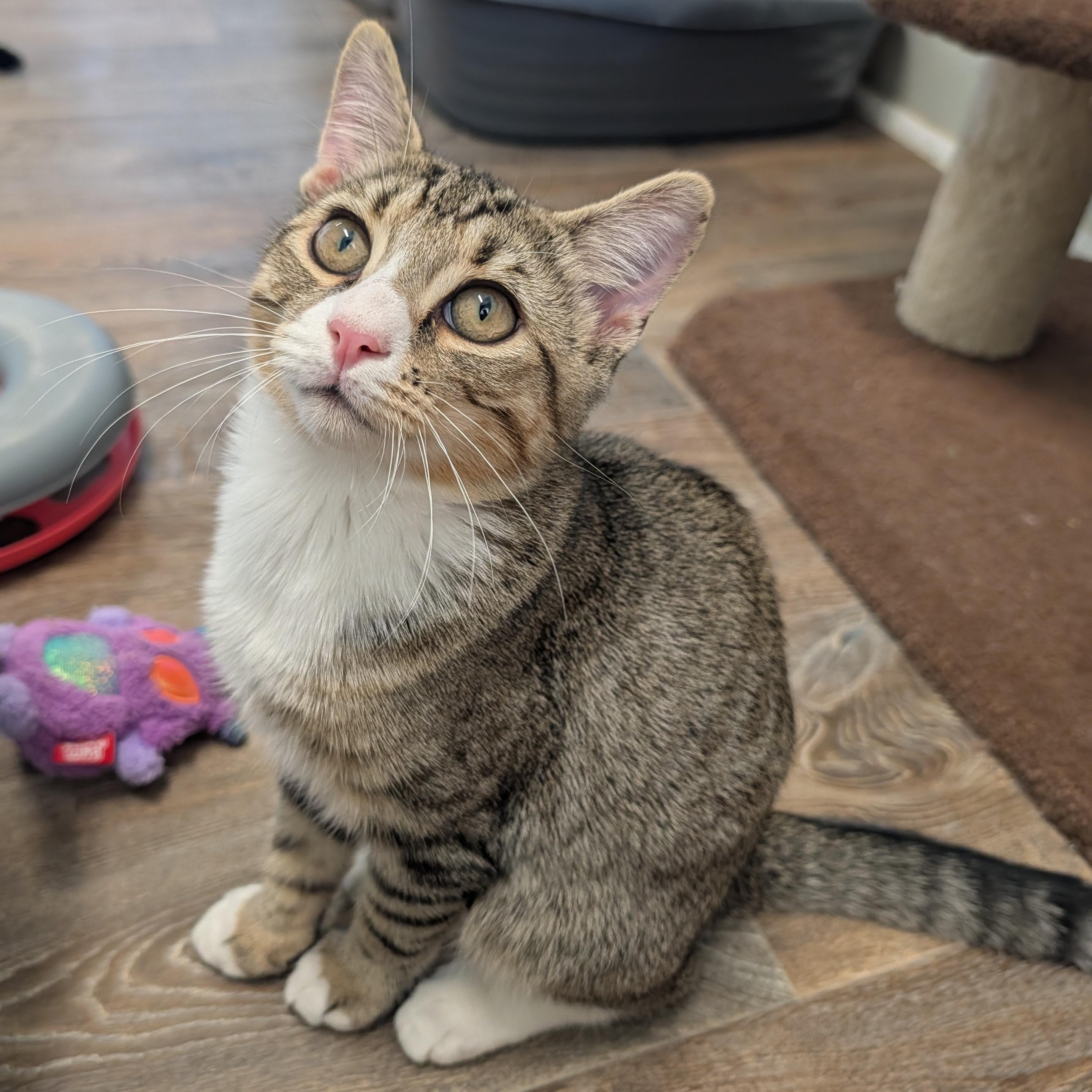 Enlarge Simon, a Adopted Domestic Short Hair in Waynesville, NC image 3/6