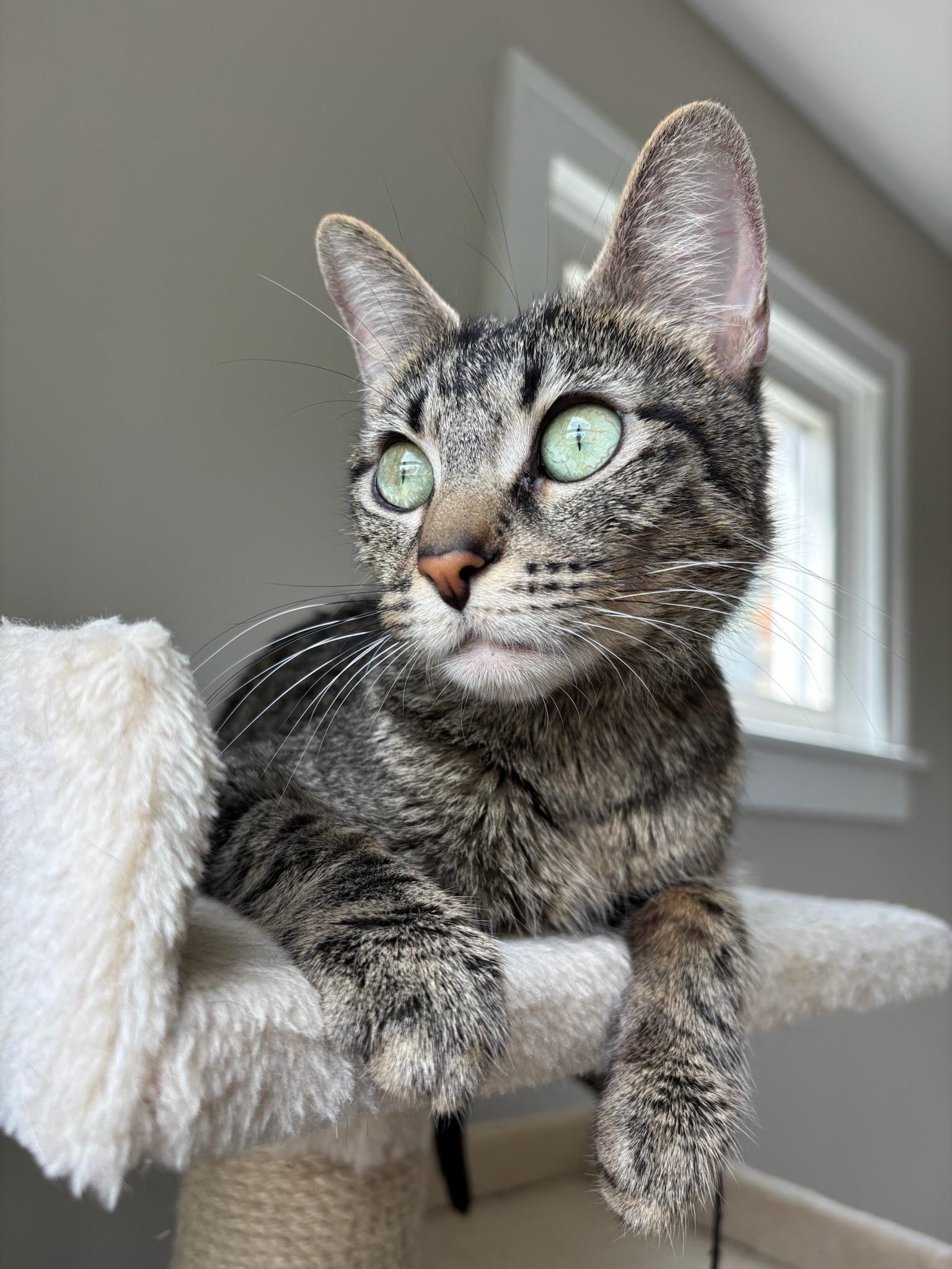 Enlarge Nebula, a ADOPTABLE Domestic Short Hair in Chicago, IL image 3/6
