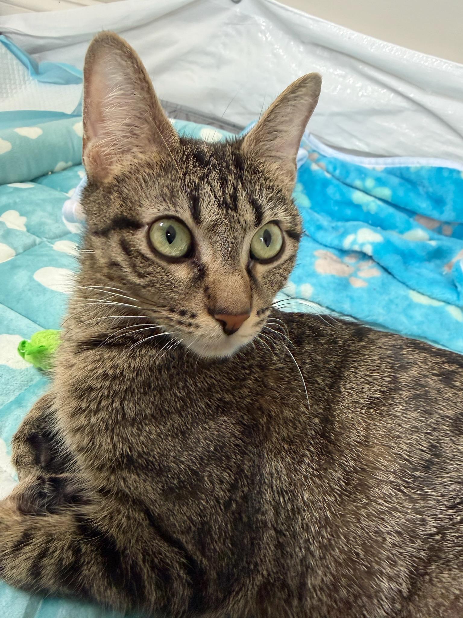 Enlarge Nebula, a ADOPTABLE Domestic Short Hair in Chicago, IL image 5/6