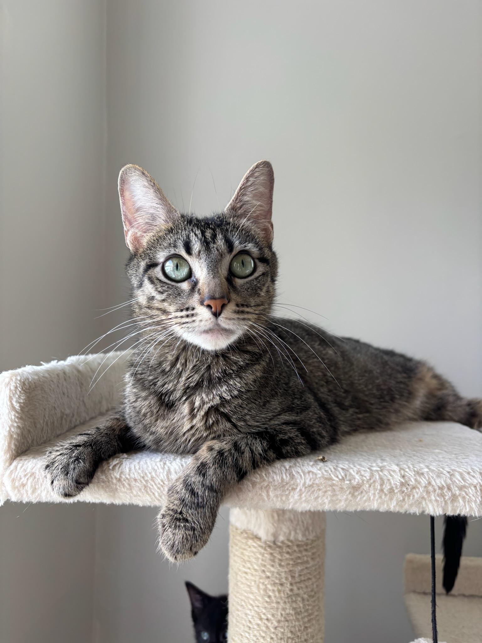 Enlarge Nebula, a ADOPTABLE Domestic Short Hair in Chicago, IL image 1/6