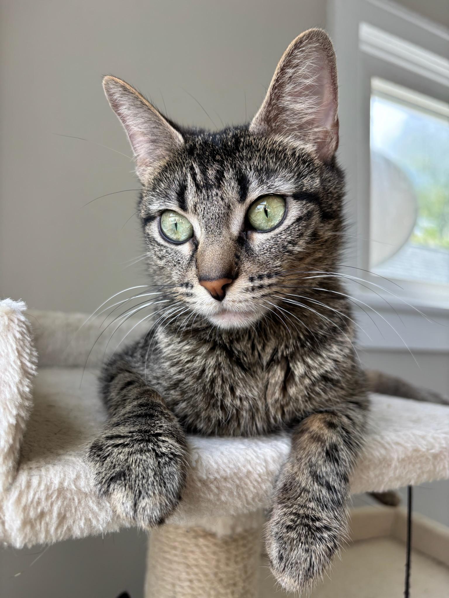Enlarge Nebula, a ADOPTABLE Domestic Short Hair in Chicago, IL image 4/6