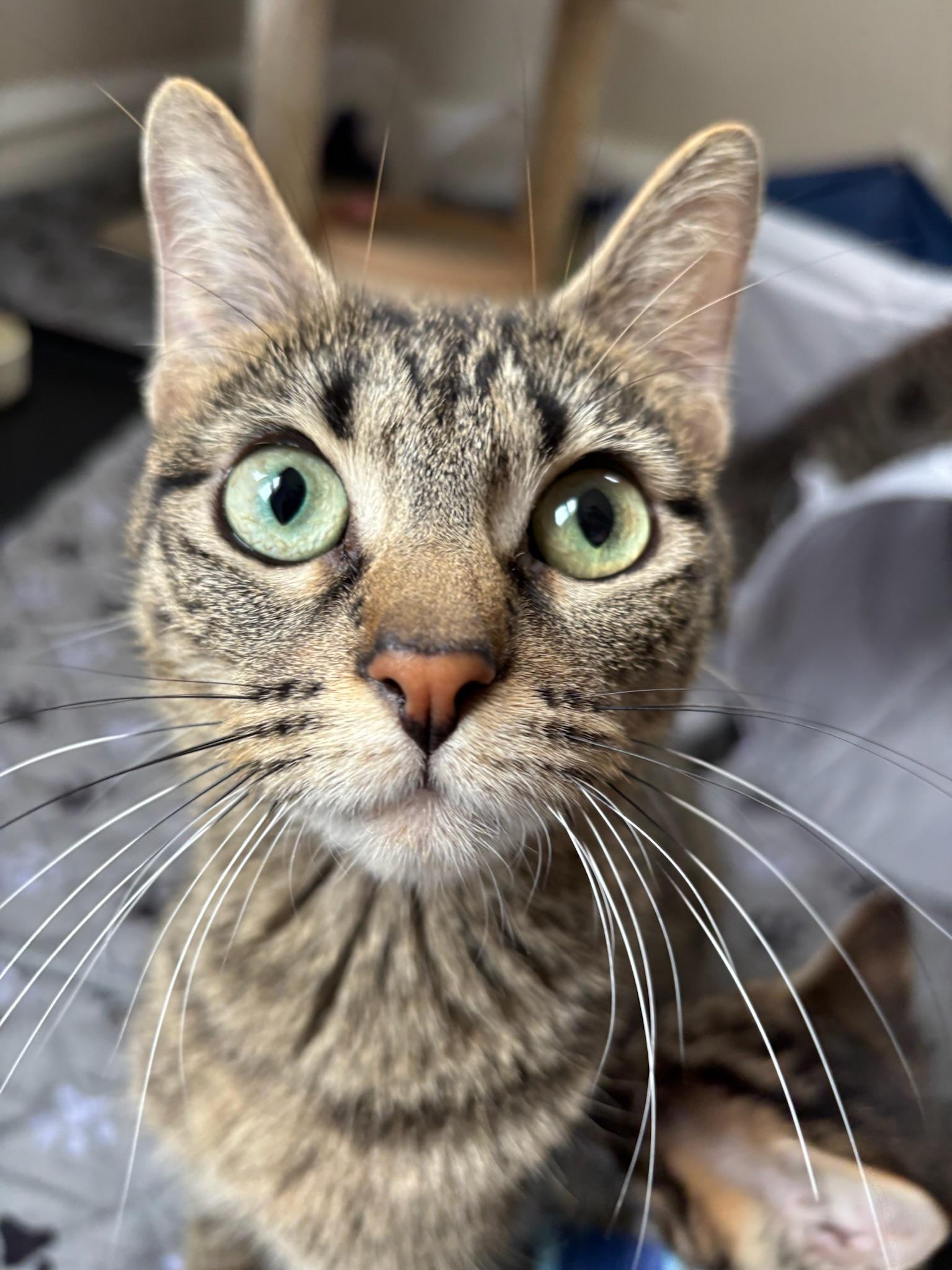 Enlarge Nebula, a ADOPTABLE Domestic Short Hair in Chicago, IL image 2/6