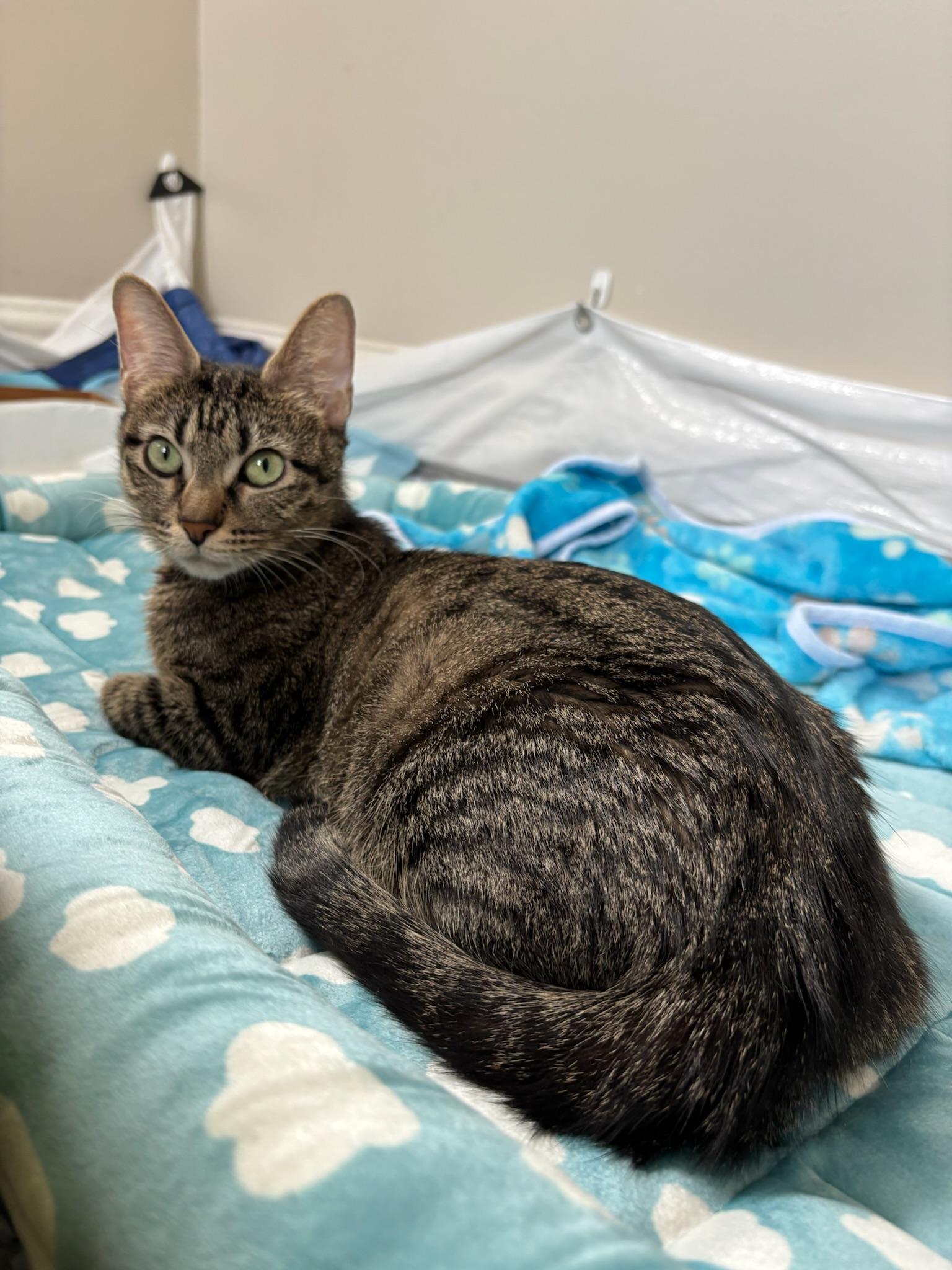 Enlarge Nebula, a ADOPTABLE Domestic Short Hair in Chicago, IL image 6/6