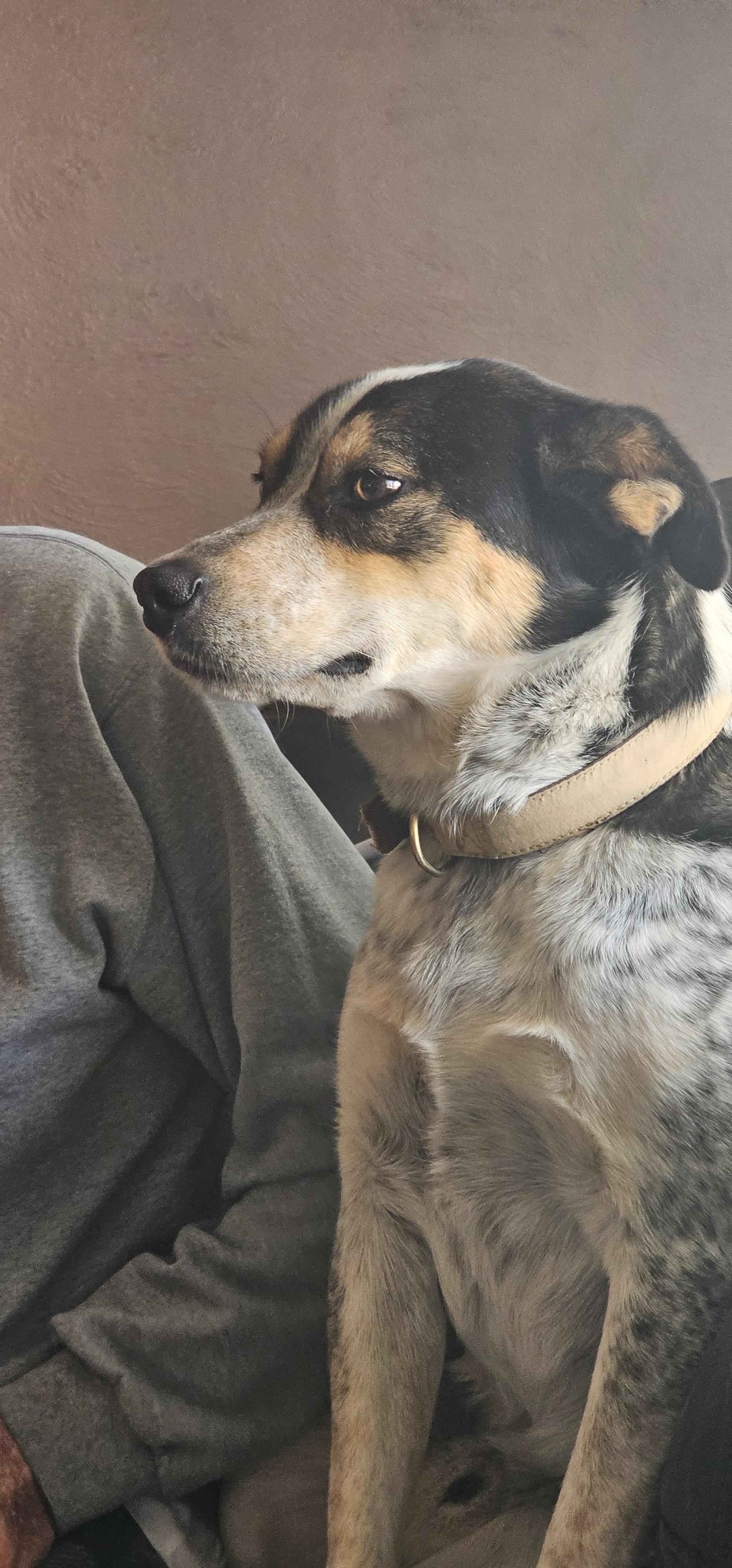 Enlarge Jack - Blue Heeler Mix, a ADOPTABLE mixed breed in Clarksville, IN image 3/4