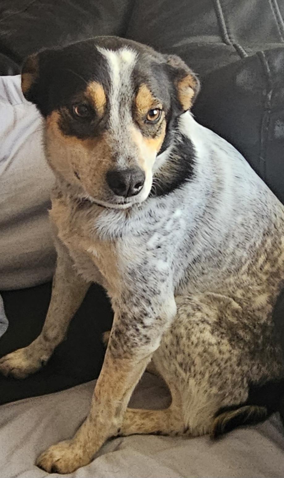 Jack - Blue Heeler Mix, ADOPTABLE, Adult Male Australian Cattle Dog / Blue Heeler.