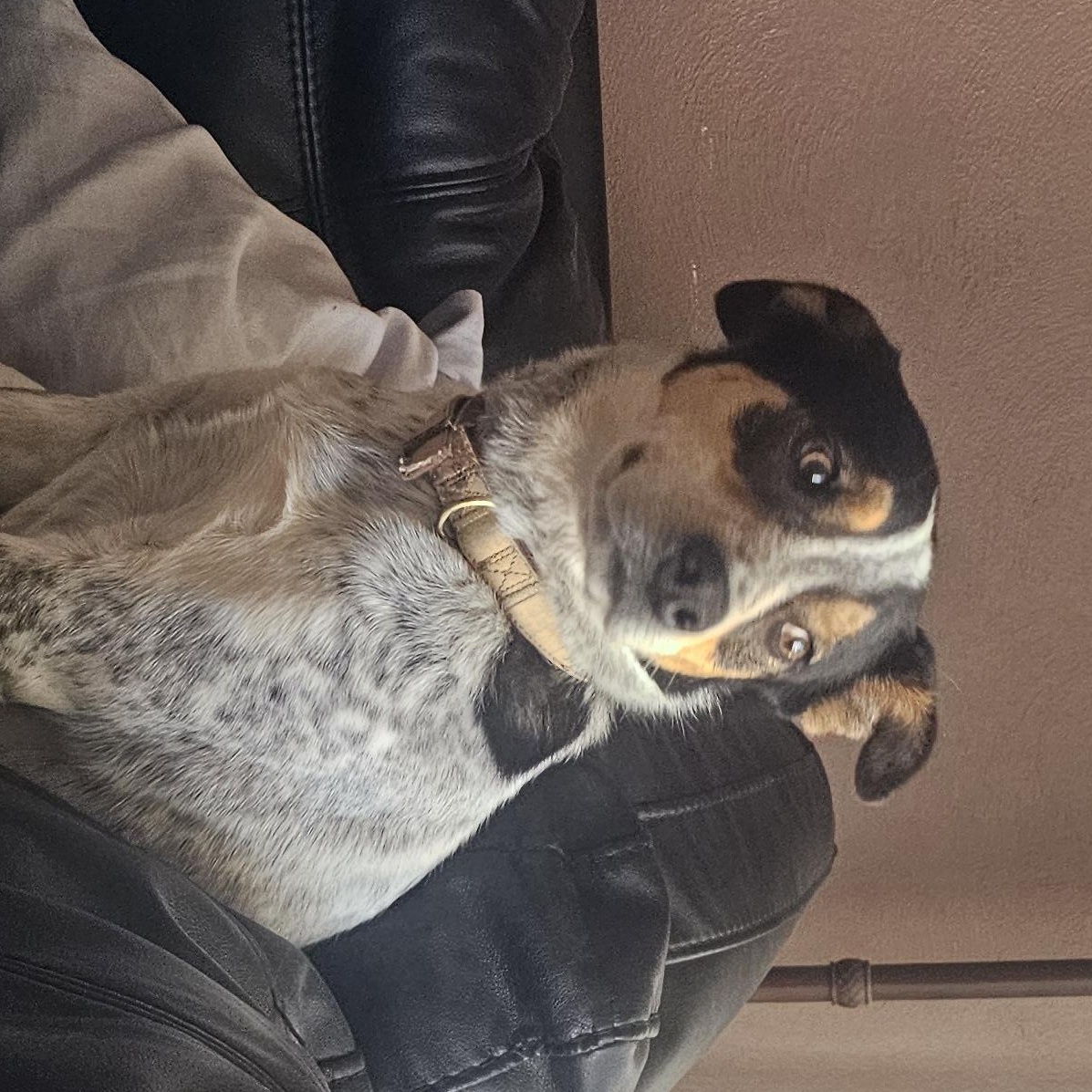 Enlarge Jack - Blue Heeler Mix, a ADOPTABLE mixed breed in Clarksville, IN image 4/4