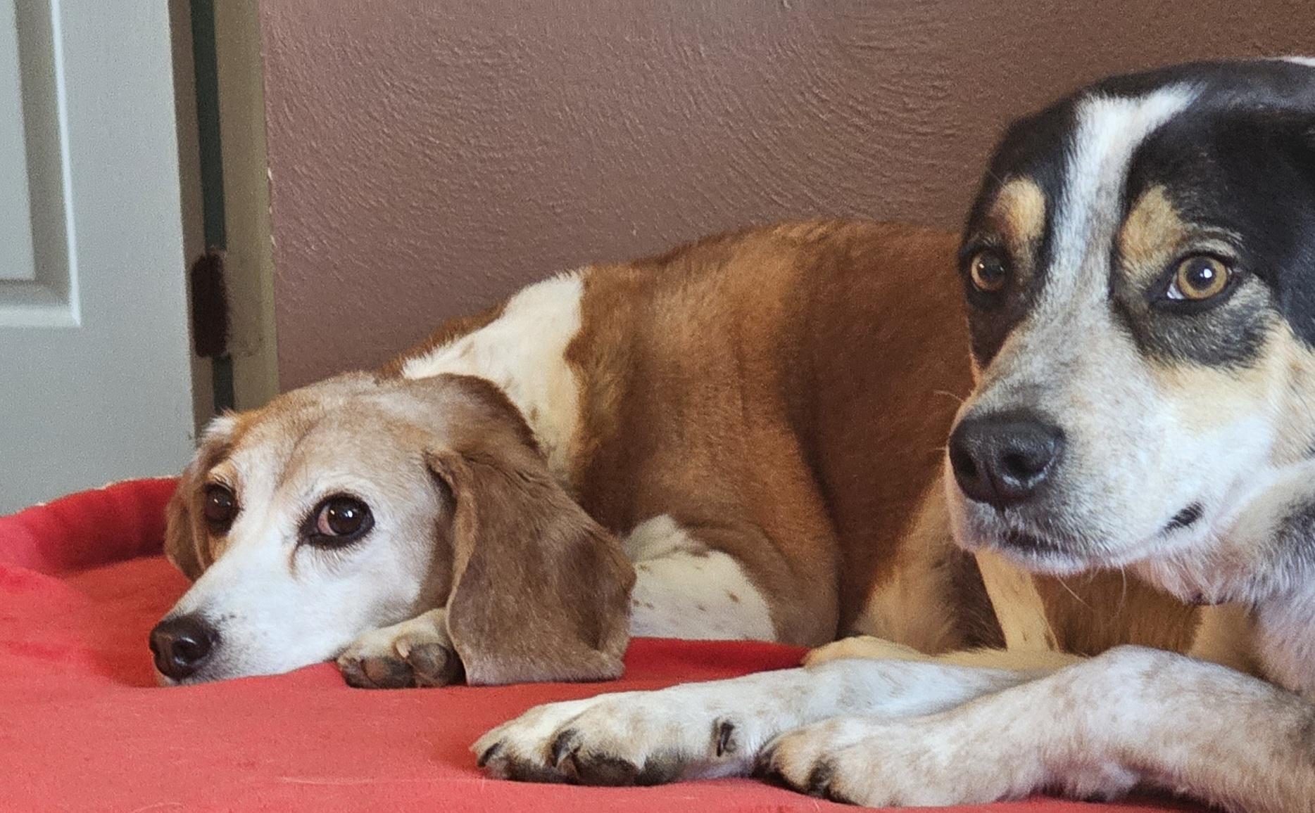 Enlarge Jack - Blue Heeler Mix, a ADOPTABLE mixed breed in Clarksville, IN image 2/4