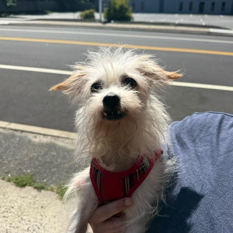 Caramel, ADOPTABLE, Senior Male Mixed Breed.