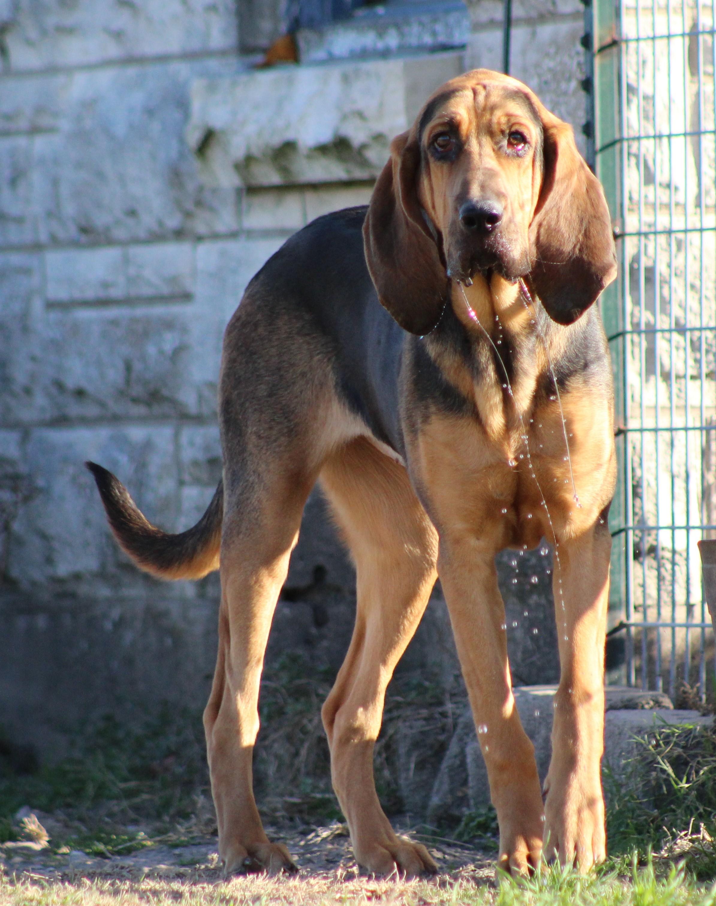Mary-Ann, adopted, Puppy Female Bloodhound.