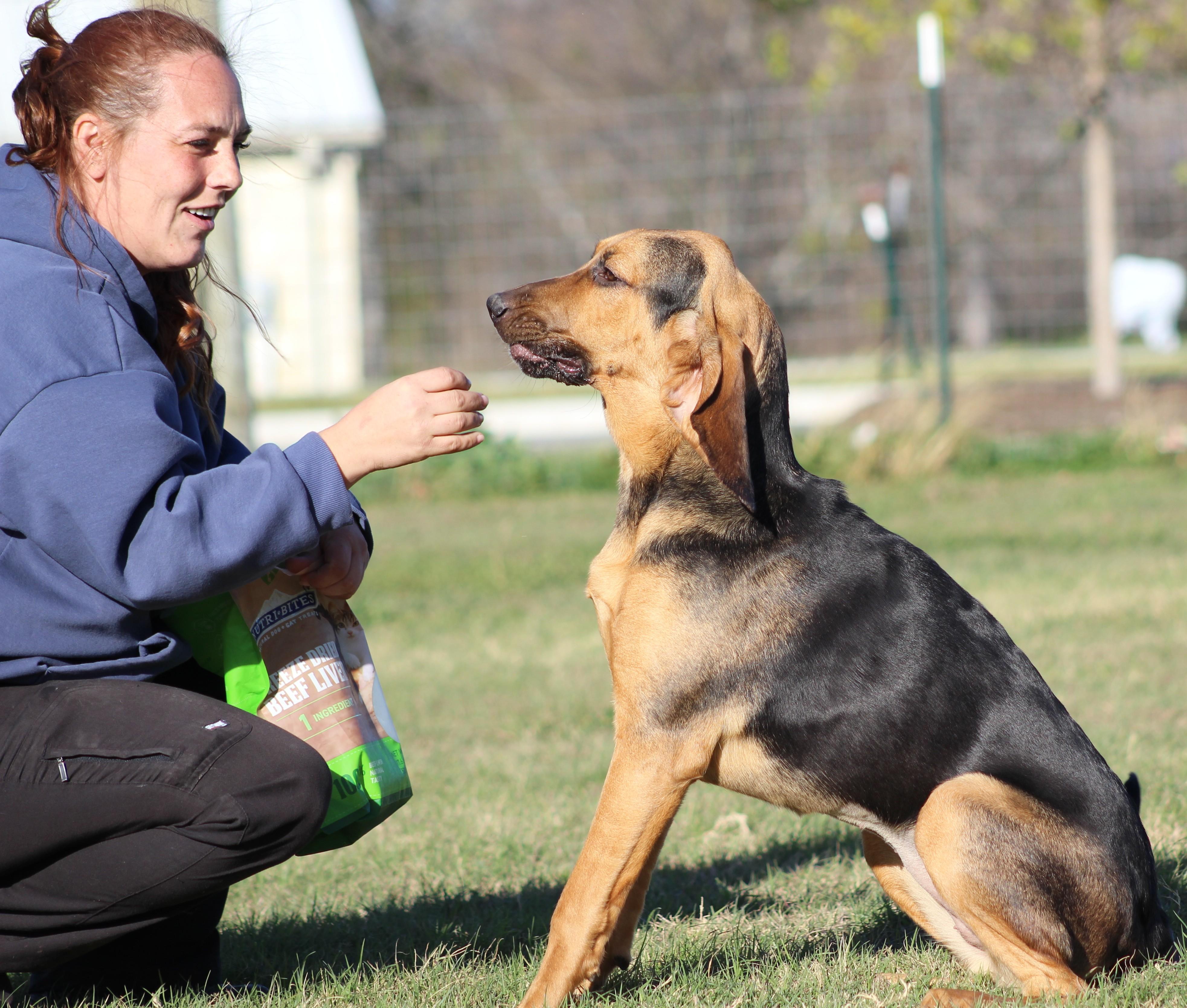 Mary-Ann, an adopted Bloodhound in Temple, TX image 5/5