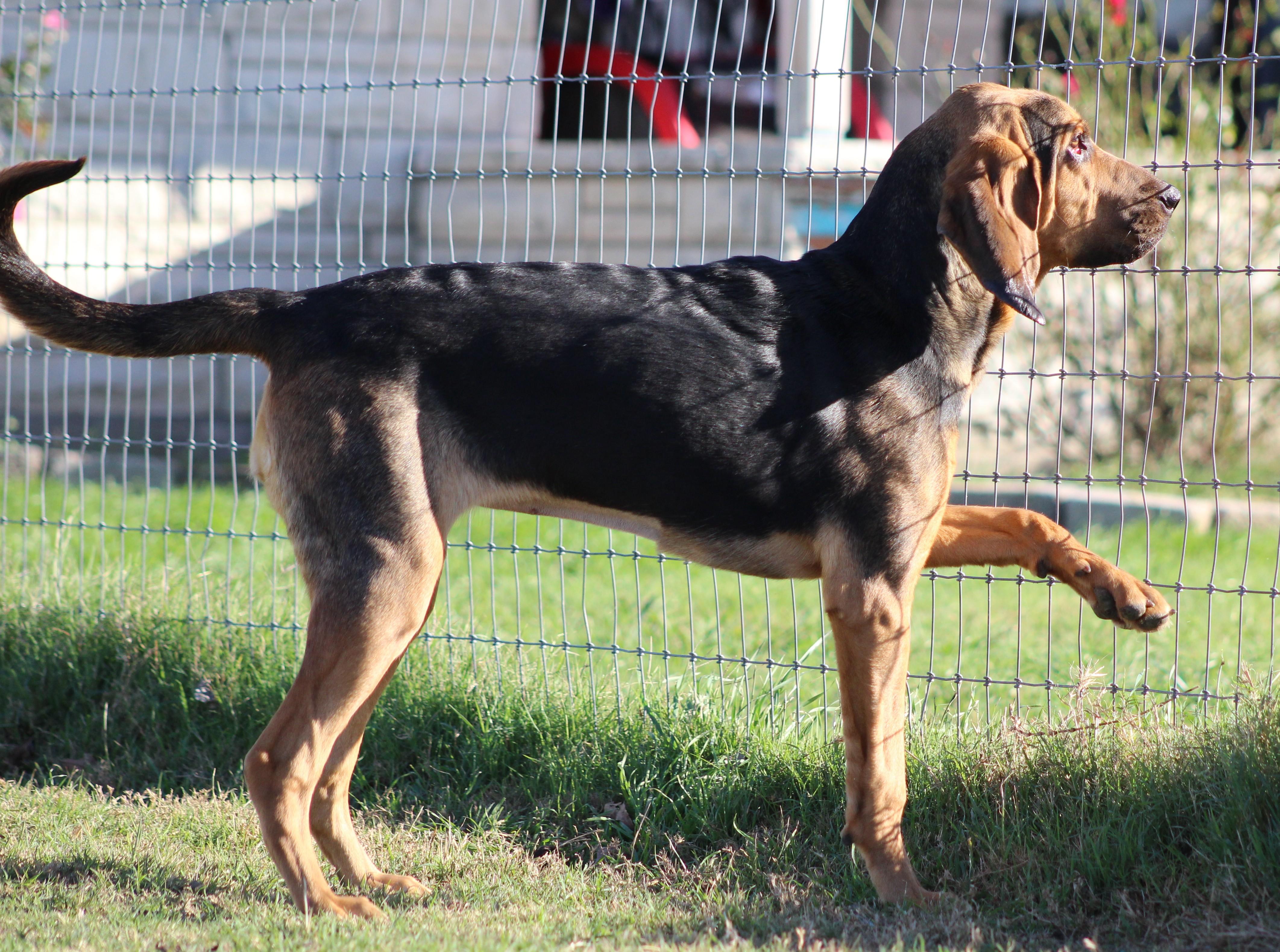 Mary-Ann, an adopted Bloodhound in Temple, TX image 4/5