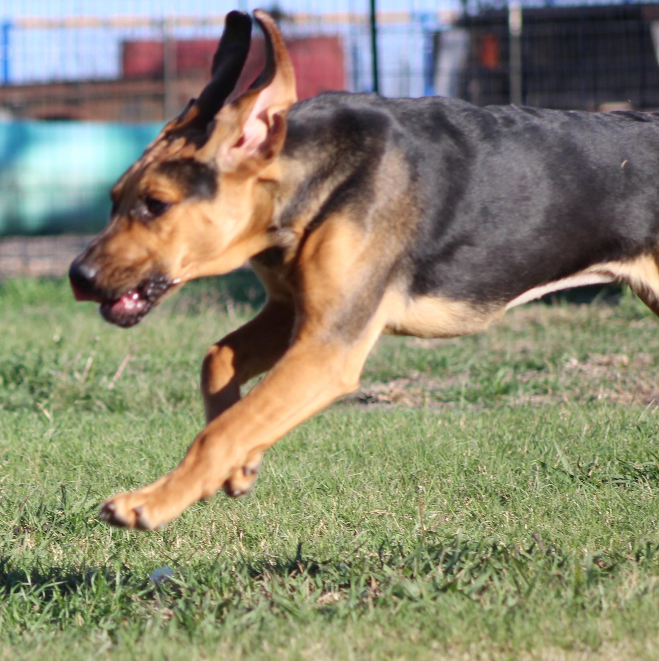 Mary-Ann, an adopted Bloodhound in Temple, TX image 3/5