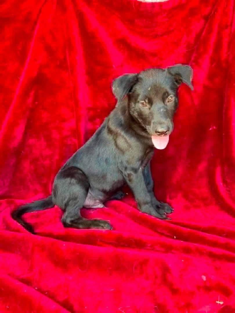Enlarge Newport, a Adoptable Labrador Retriever in New London, WI image 2/2