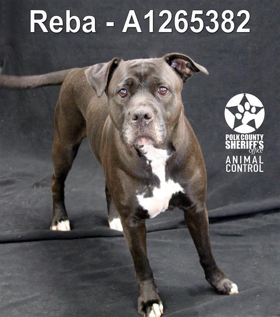 REBA, Adoptable, Adult Female American Bulldog & Mixed Breed.