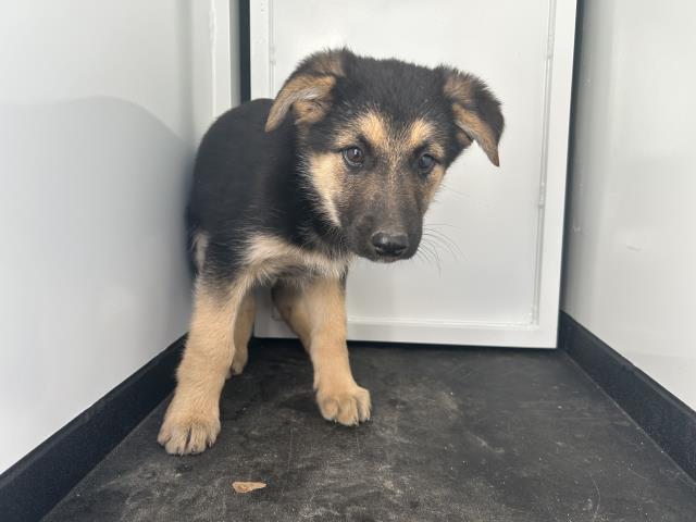A251318, Adoptable, Puppy Male German Shepherd Dog & Mixed Breed.