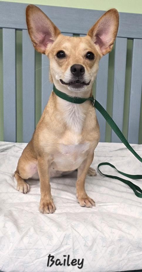Enlarge Bailey, a Adopted mixed breed in Key Largo, FL image 2/5