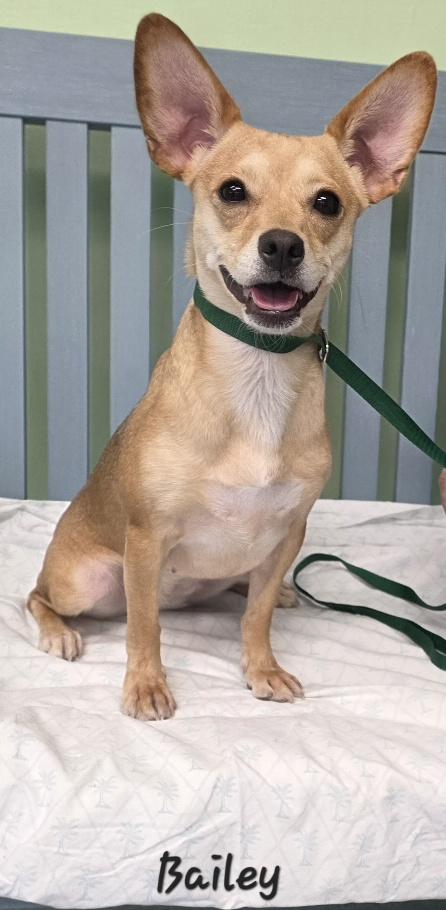 Enlarge Bailey, a Adopted mixed breed in Key Largo, FL image 4/5