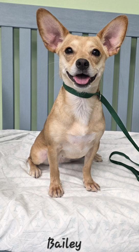 Enlarge Bailey, a Adopted mixed breed in Key Largo, FL image 1/5