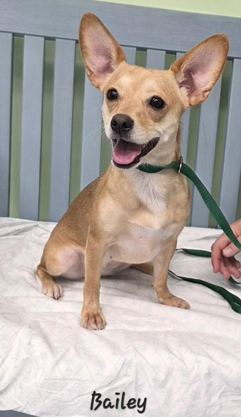 Enlarge Bailey, a Adopted mixed breed in Key Largo, FL image 5/5