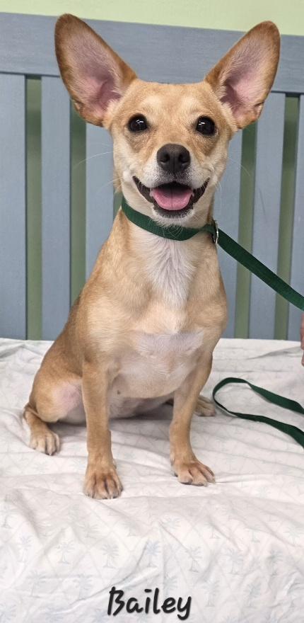 Enlarge Bailey, a Adopted mixed breed in Key Largo, FL image 3/5